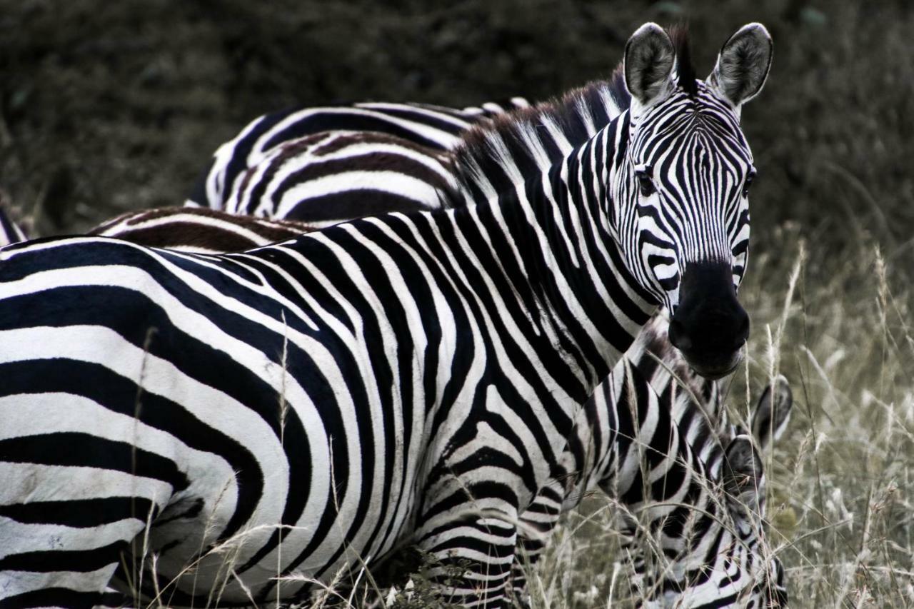 Taasa Lodge Serengeti Exterior photo
