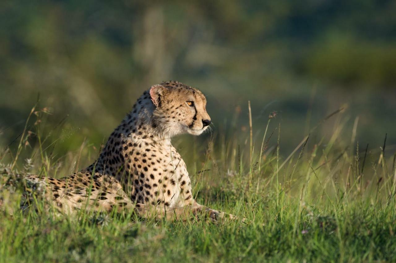 Taasa Lodge Serengeti Exterior photo